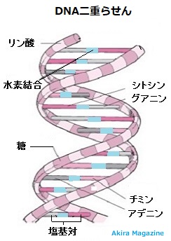 G_DNA