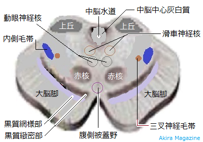 中脳の上部断面図