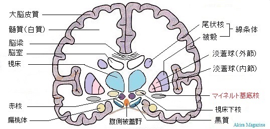 大脳基底核の機能