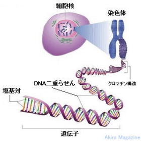 細胞核・遺伝子・染色体・ゲノムのおはなし