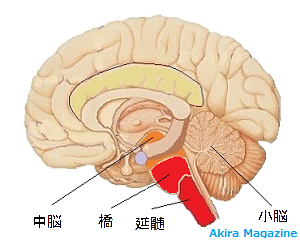 脳幹のおはなし 中脳 腹側被蓋野 赤核 橋 青斑核 延髄 小脳 皮質脊髄路 脳幹と関わる神経 Akira Magazine