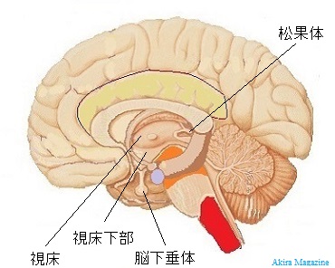間脳のおはなし 視床 視床上部 視床下部 松果体 脳下垂体 脳室 側脳室 第3脳室 第4脳室 Akira Magazine