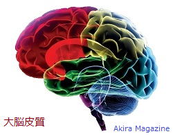 脳 （ 司令塔 ） のお話し | 大脳皮質 | 大脳基底核 | 前脳基底部 