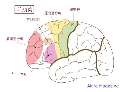 前頭葉の位置図