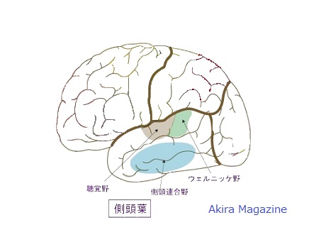 前頭葉の位置図