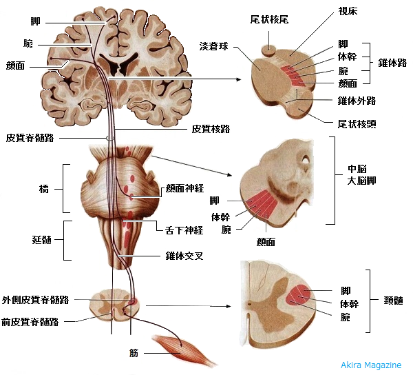 脳幹のおはなし 中脳 腹側被蓋野 赤核 橋 青斑核 延髄 小脳 皮質脊髄路 脳幹と関わる神経 Akira Magazine