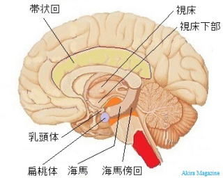 大脳辺縁系のおはなし 前帯状皮質 帯状回 扁桃体 視床 視床下部 海馬 歯状回 脳弓 乳頭体 海馬傍回 側坐核 Akira Magazine