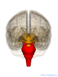 脳幹のおはなし | 中脳 | 腹側被蓋野 | 赤核 | 橋 ・青斑核 | 延髄 
