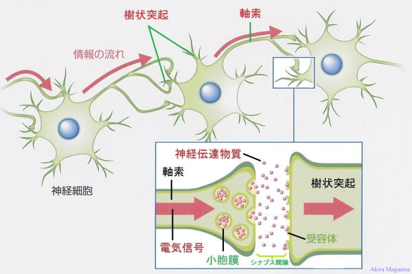 神経細胞体のお話し ミトコンドリア ニューロン シナプス リソソーム ドーパミン受容体 神経細胞の種類 神経細胞の数 変性 再生 オートファジー ユビキチン プロテアソーム エンドサイトーシス エキソサイト シス エンドソーム Akira
